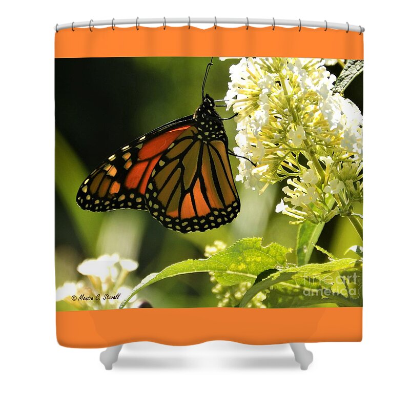 Butterflies Shower Curtain featuring the photograph M White Flowers Collection No. W12 - Monarch Butterfly Sipping Nectar #3 by Monica C Stovall