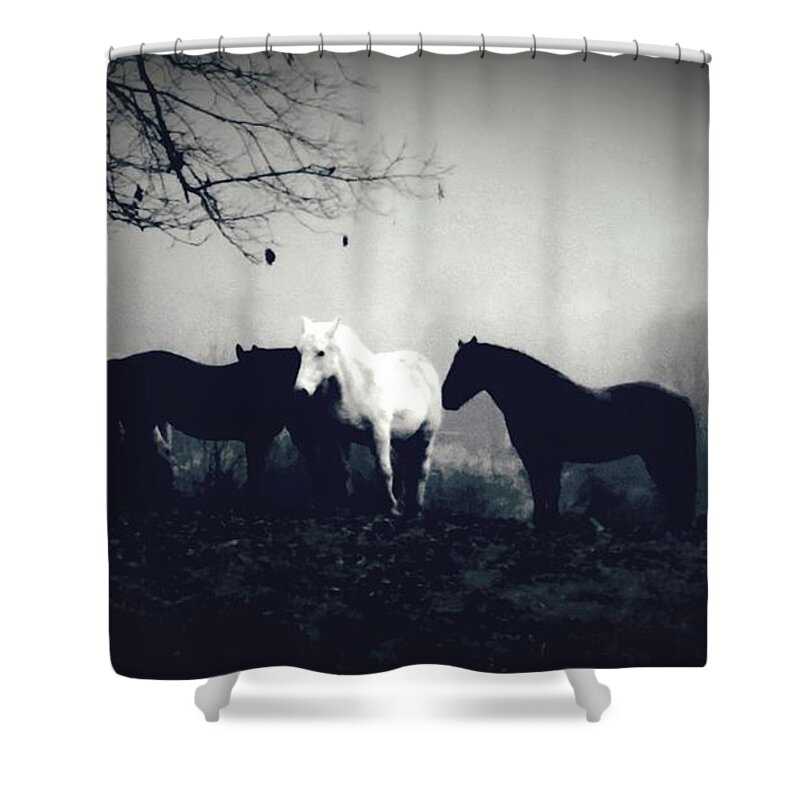 Horses Shower Curtain featuring the photograph Misty Morning #3 by Rabiah Seminole