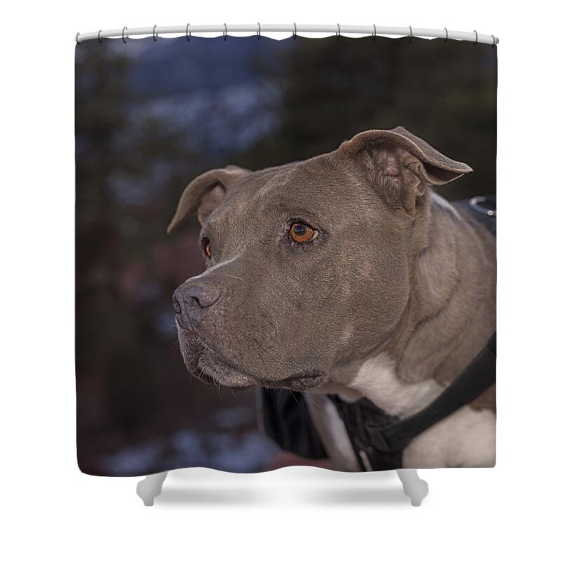 Animal Shower Curtain featuring the photograph Molly #3 by Brian Cross