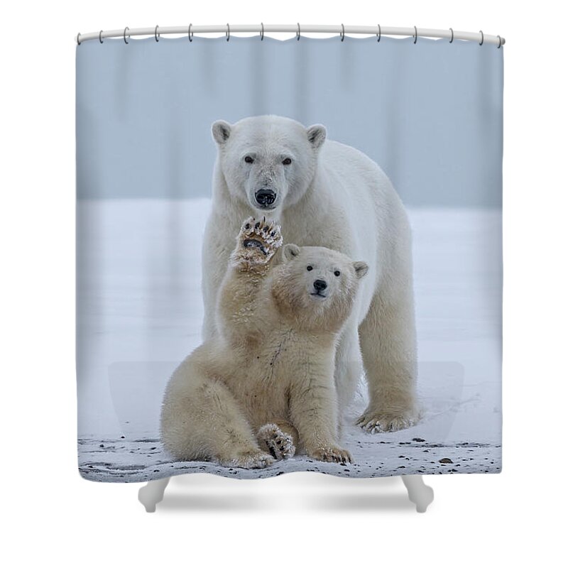 Bear Cub Shower Curtain featuring the photograph Polar Bear #3 by Sylvain Cordier