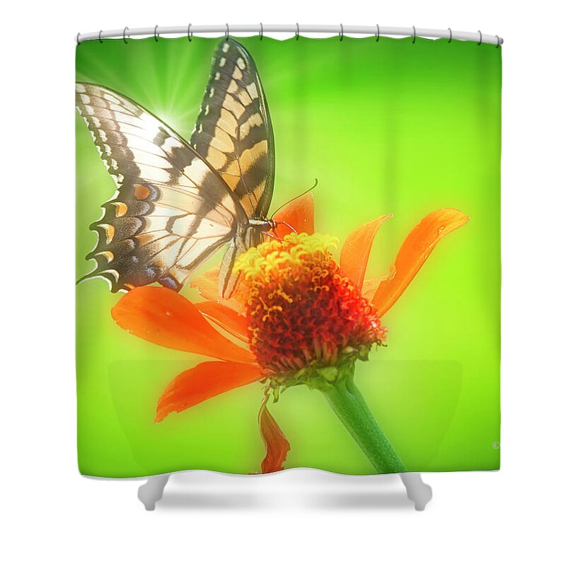 Entomology Shower Curtain featuring the digital art Tiger Swallowtail Butterfly, Zinnia Flower #3 by A Macarthur Gurmankin