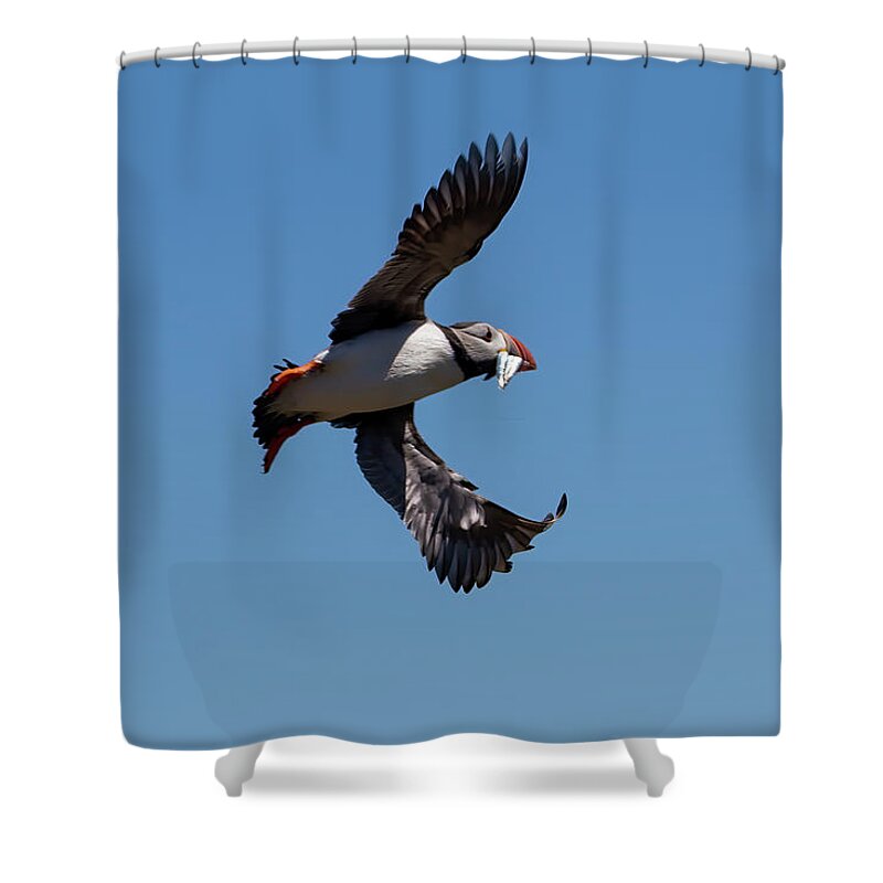 Puffin Shower Curtain featuring the photograph Atlantic Puffin #4 by Kuni Photography