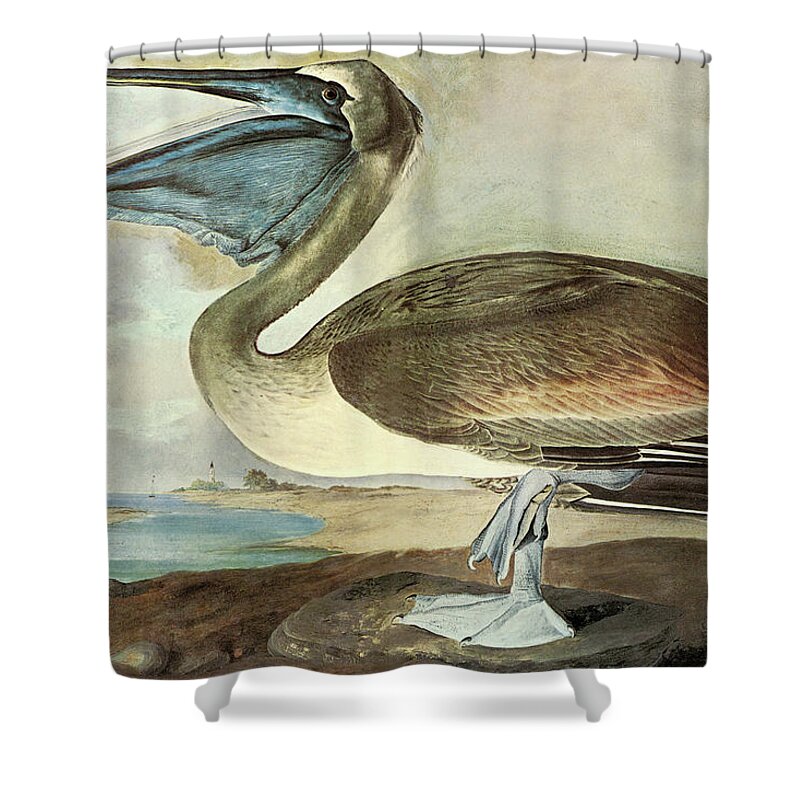 Ornithologist Shower Curtain featuring the painting Brown Pelican #4 by John James Audubon