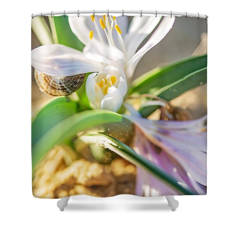 Colchicum Ritchii Shower Curtain featuring the photograph Colchicum Ritchii #8 by Benny Woodoo