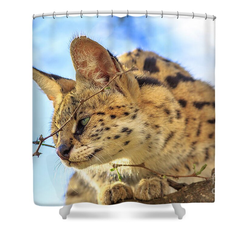 Serval Shower Curtain featuring the photograph Serval on a tree #4 by Benny Marty