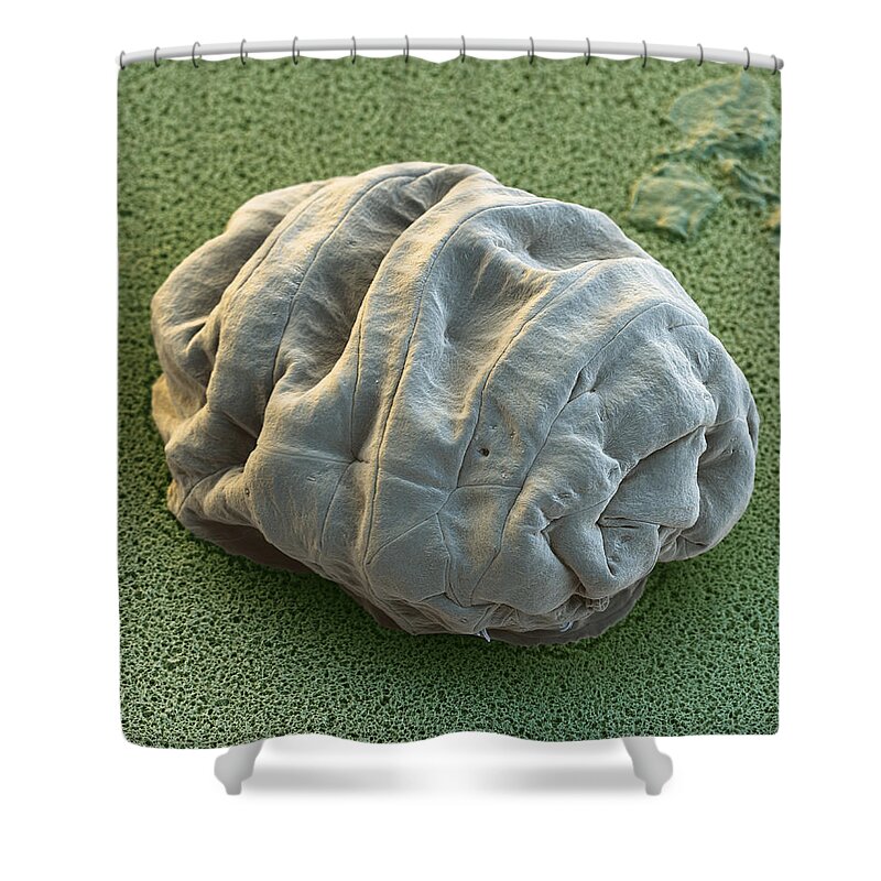 Animal Shower Curtain featuring the photograph Water Bear Or Tardigrade #4 by Meckes/ottawa