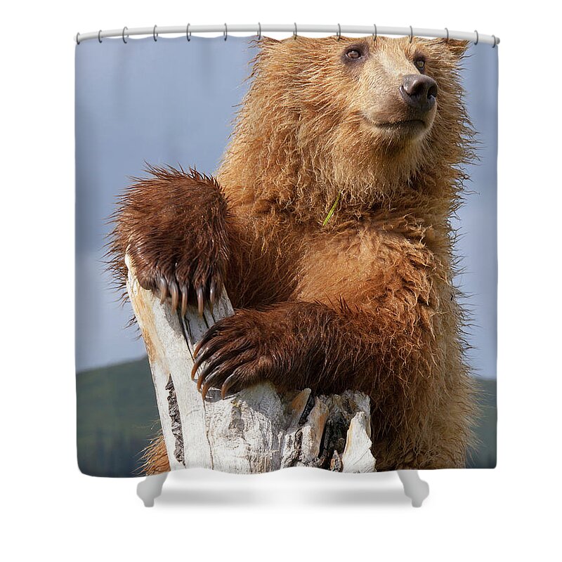 Brown Bear Shower Curtain featuring the photograph Brown Bear, Lake Clark National Park #5 by Mint Images/ Art Wolfe