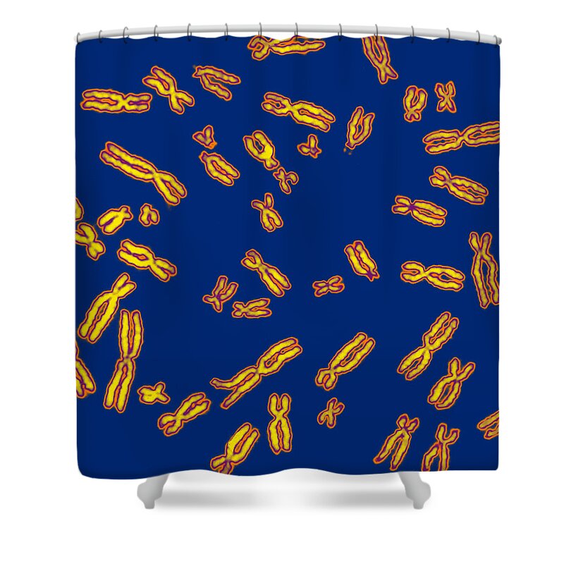 Chromosome Shower Curtain featuring the photograph Human Chromosomes #5 by Biophoto Associates