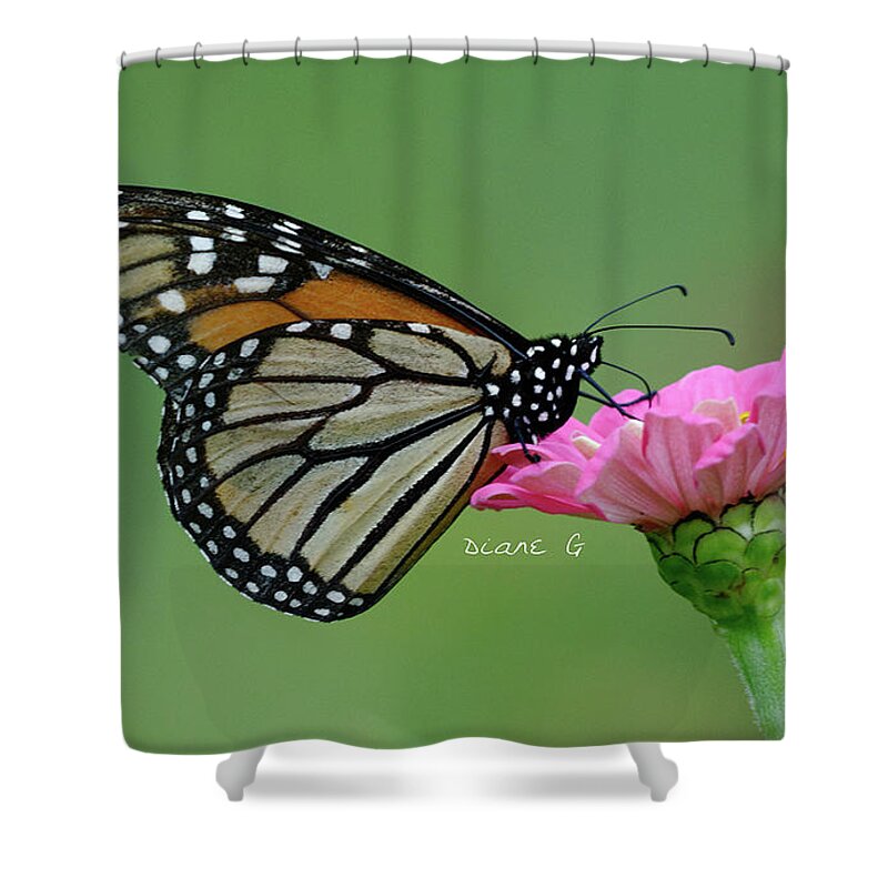 Monarch Shower Curtain featuring the photograph Monarch on Zinnia #5 by Diane Giurco