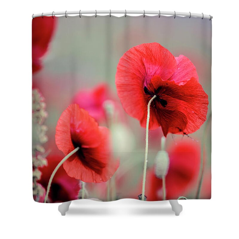 Poppy Shower Curtain featuring the photograph Red Corn Poppy Flowers by Nailia Schwarz