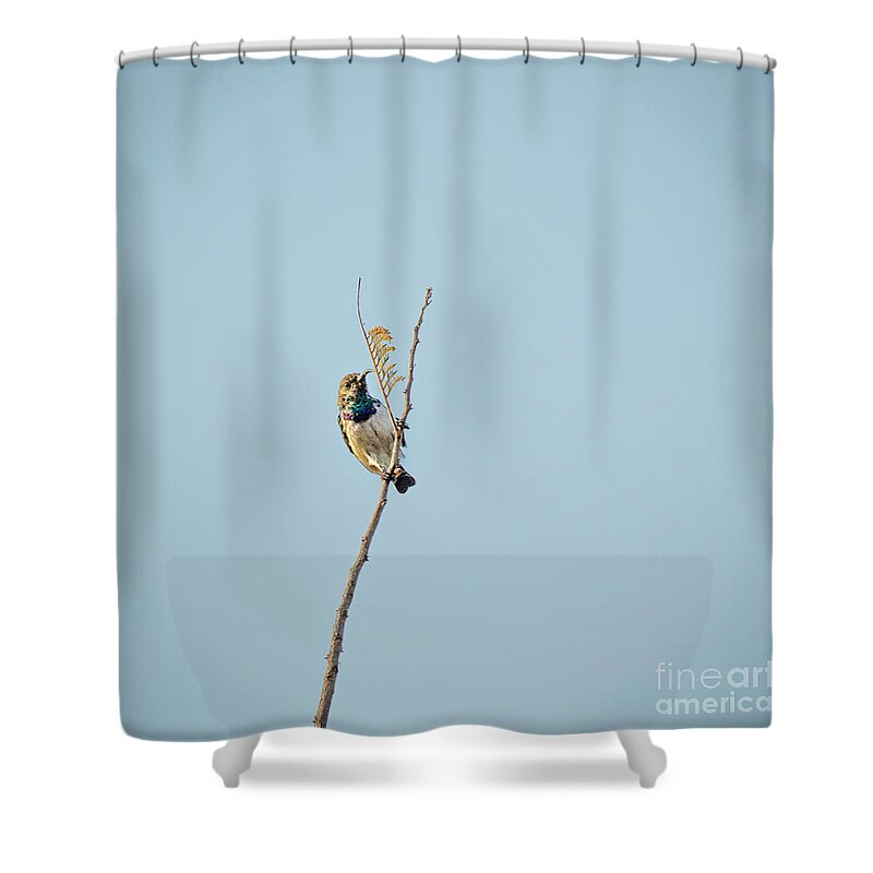 Africa Shower Curtain featuring the photograph Bird #6 by Timothy Hacker