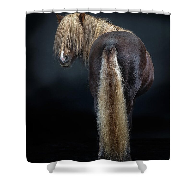 Alertness Shower Curtain featuring the photograph Portrait Of Icelandic Horse, Iceland #6 by Arctic-images