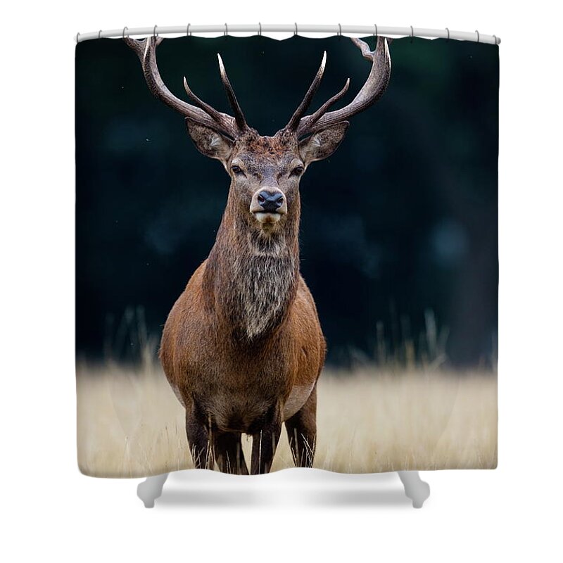 Rutting Shower Curtain featuring the photograph Red Deer by Damiankuzdak