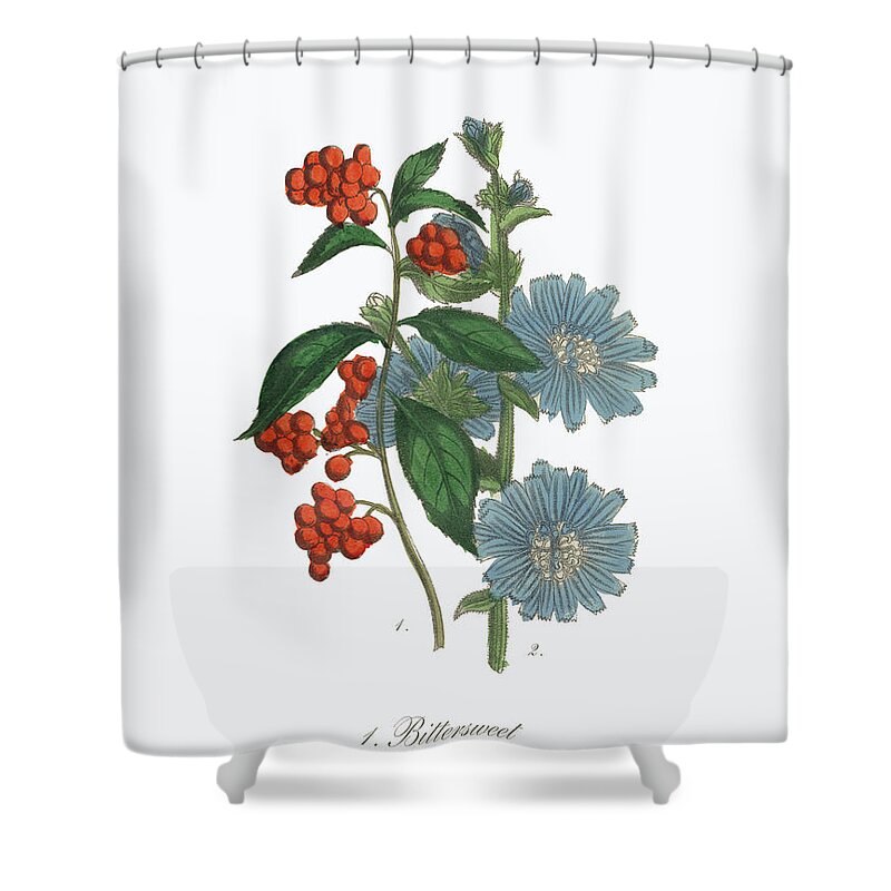 White Background Shower Curtain featuring the digital art Victorian Botanical Illustration Of #6 by Bauhaus1000