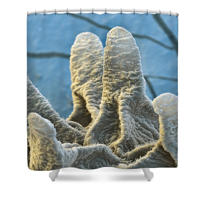 Animal Shower Curtain featuring the photograph Water Bear Or Tardigrade #6 by Meckes/ottawa