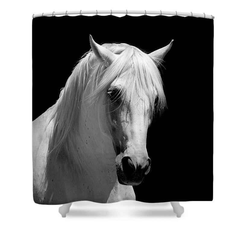 Horse Shower Curtain featuring the photograph White Stallion Horse Andalusian Bw #6 by 66north