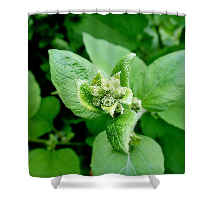 6337 Shower Curtain featuring the photograph 6337 Study 5 by Robert Meyers-Lussier