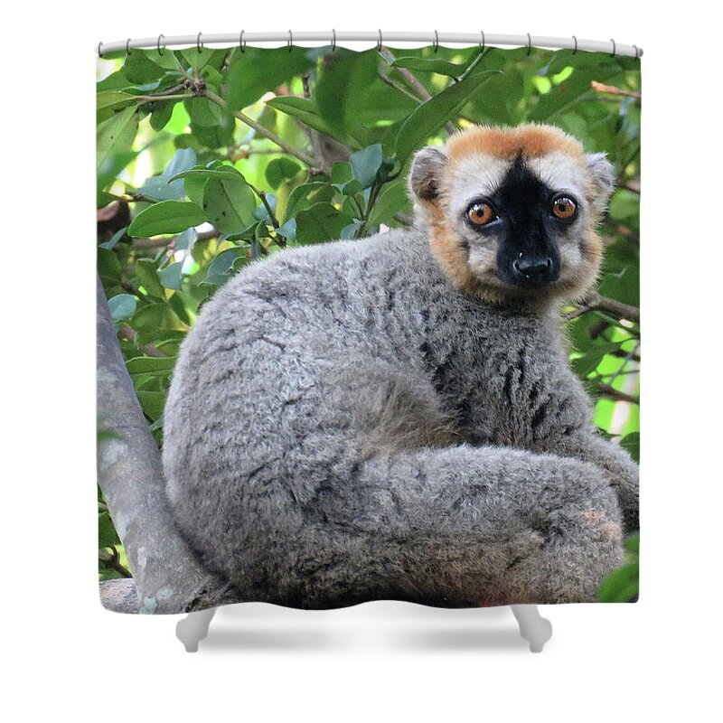 Africa Shower Curtain featuring the photograph 66 by Eric Pengelly