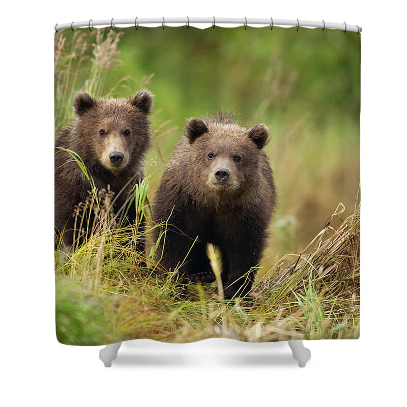Brown Bear Shower Curtain featuring the photograph Brown Bear, Katmai National Park, Alaska #7 by Paul Souders