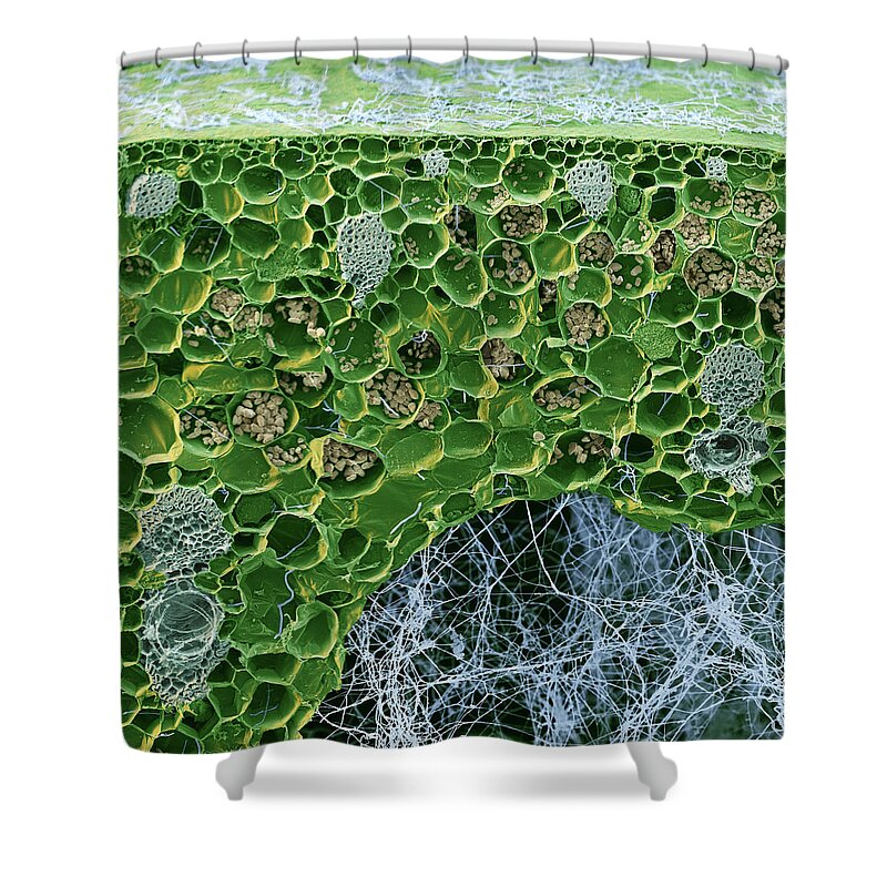 Banana Shower Curtain featuring the photograph Fusarium Oxysporum, Sem #7 by Oliver Meckes EYE OF SCIENCE