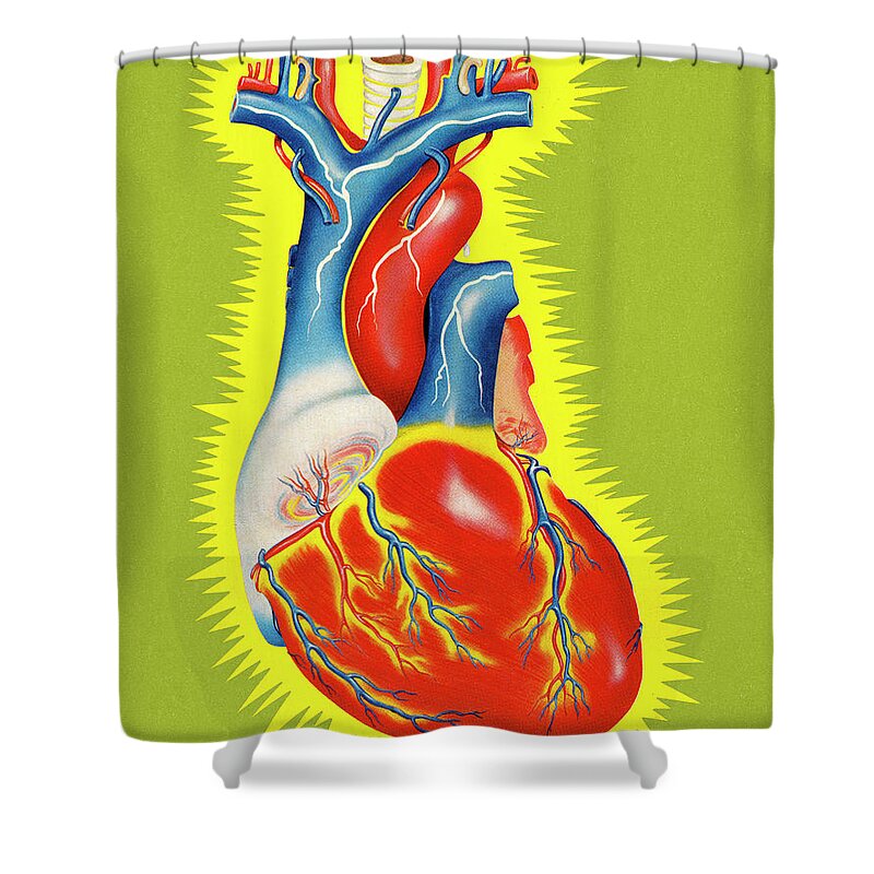 Anatomical Shower Curtain featuring the drawing Human Heart #7 by CSA Images