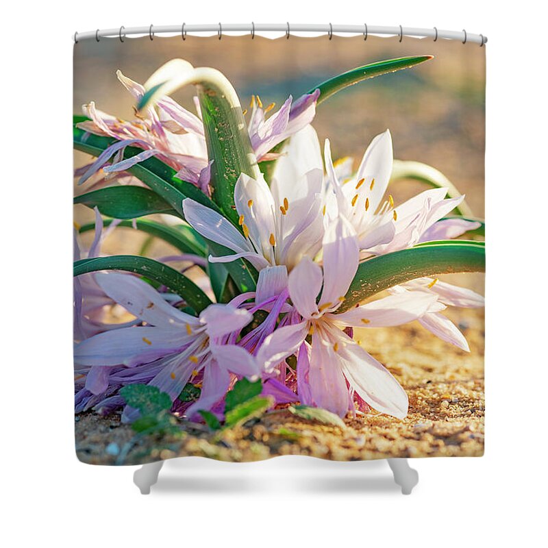 Colchicum Ritchii Shower Curtain featuring the photograph Colchicum Ritchii #1 by Benny Woodoo