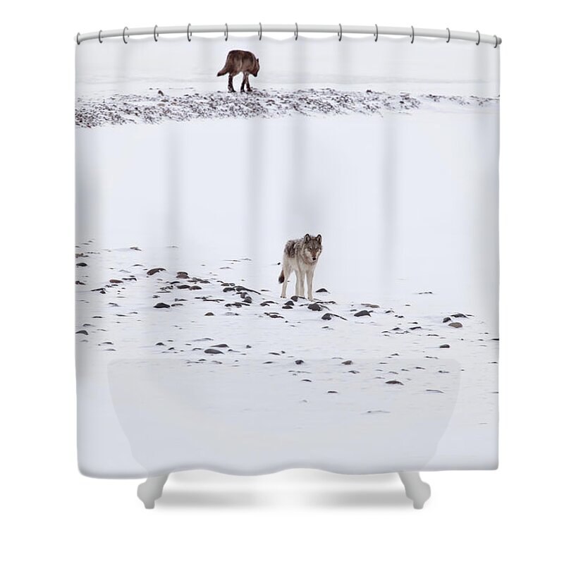 Spitfire Shower Curtain featuring the photograph 812 Lone Wolf by Eilish Palmer