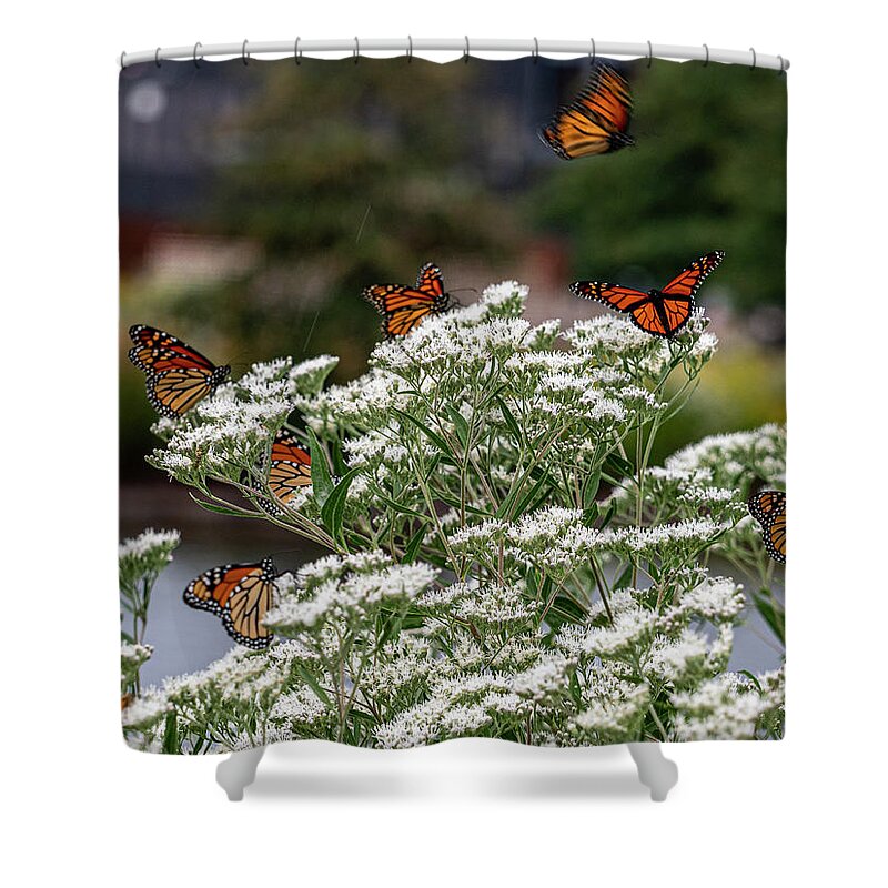Butterfly Shower Curtain featuring the photograph Just Amazing by Kristine Hinrichs