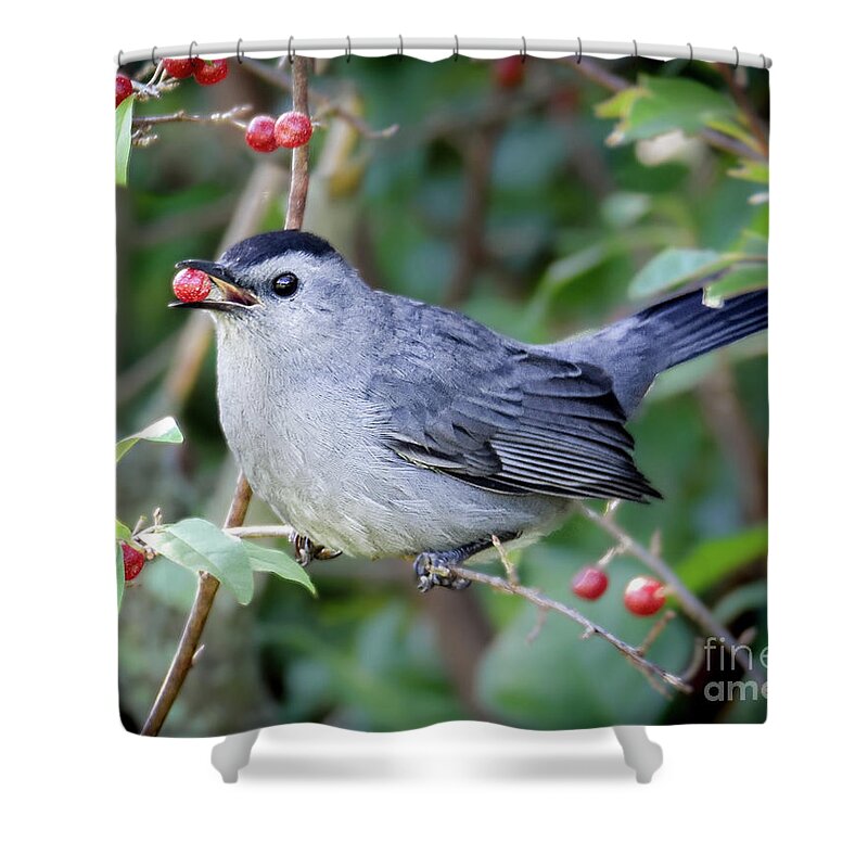 Grey Catbird Shower Curtain featuring the photograph A Berry Fine Morning by Amy Porter