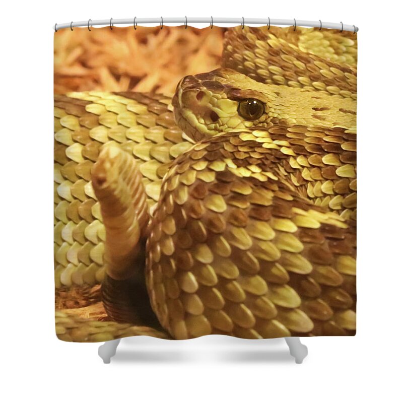 Animal Shower Curtain featuring the photograph A Black Tailed Rattlesnake, Chiricahua Mountains, AZ, USA by Derrick Neill