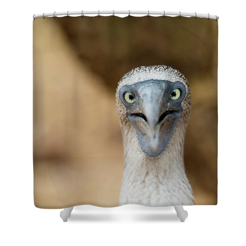 One Animal Shower Curtain featuring the photograph A Blue-footed Booby Staring by Keith Levit / Design Pics