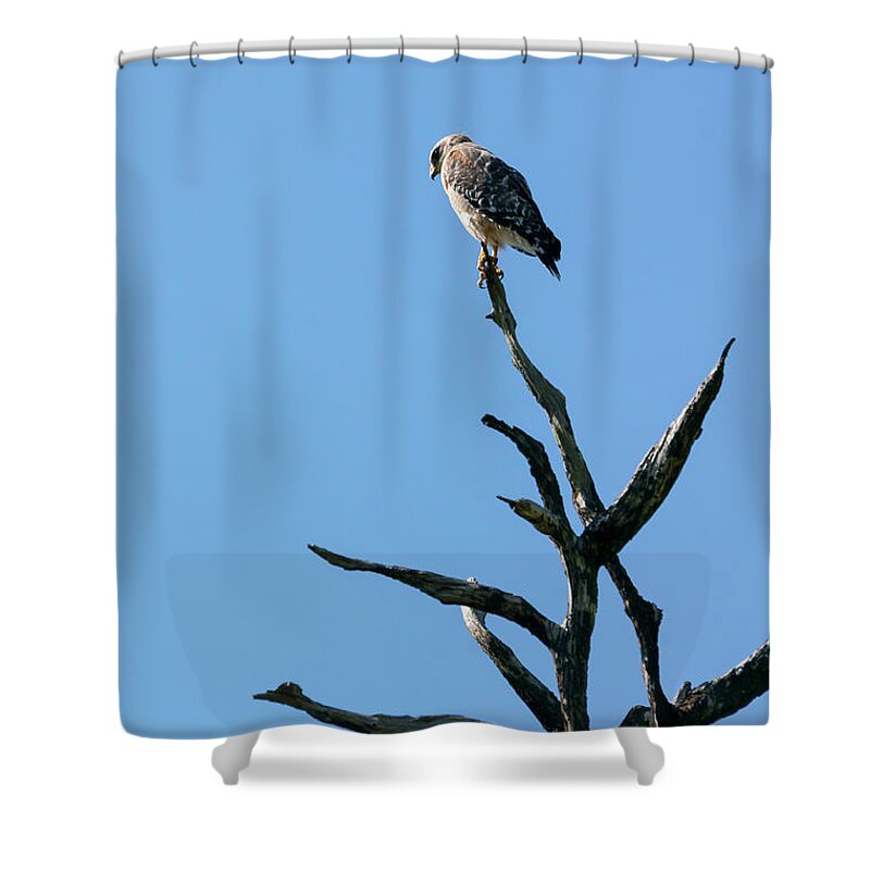 Audubon Shower Curtain featuring the photograph A Broad-winged Hawk peers down from a dead tree at Audubon Corks by William Kuta