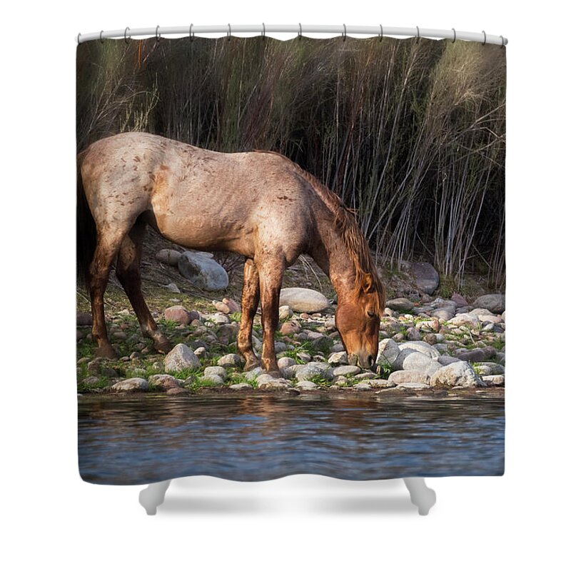 Wild Horses Shower Curtain featuring the photograph A Cool Drink Riverside by Saija Lehtonen