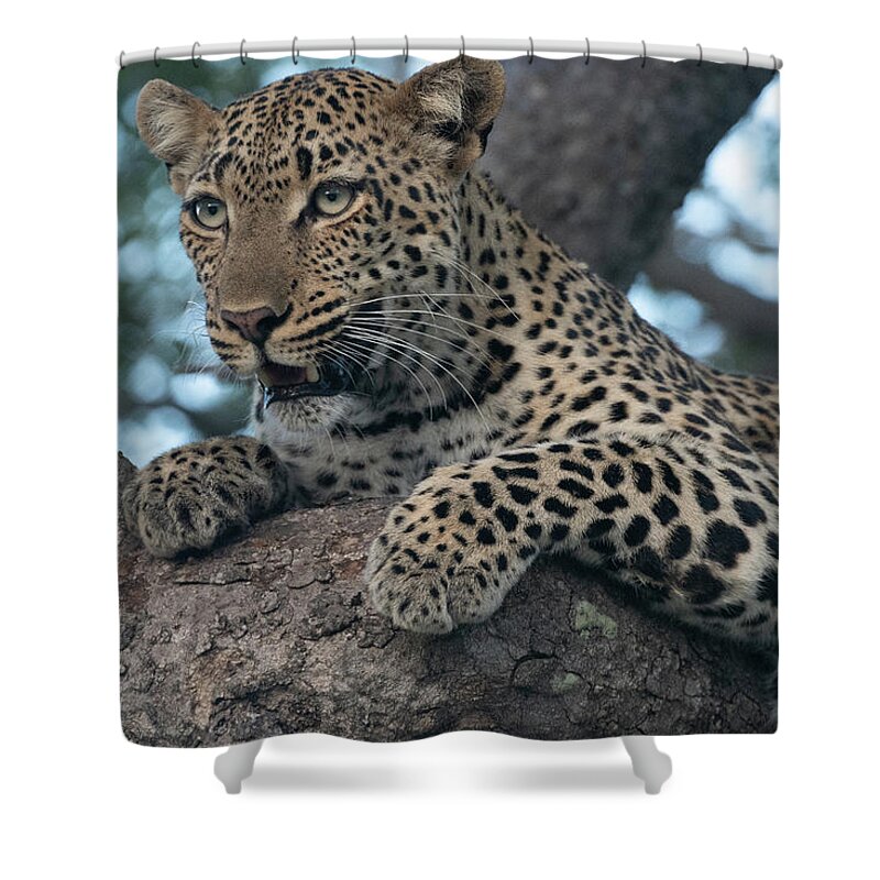 Leopard Shower Curtain featuring the photograph A Focused Leopard by Mark Hunter