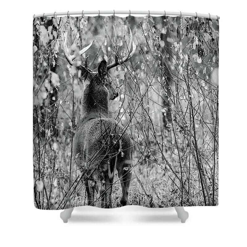 2018 Shower Curtain featuring the photograph A Forest's Guardian by Wild Fotos