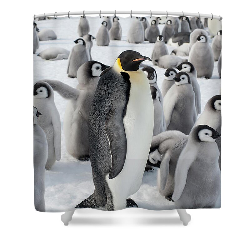 Emperor Penguin Shower Curtain featuring the photograph A Group Of Emperor Penguins, One Adult by Mint Images - David Schultz