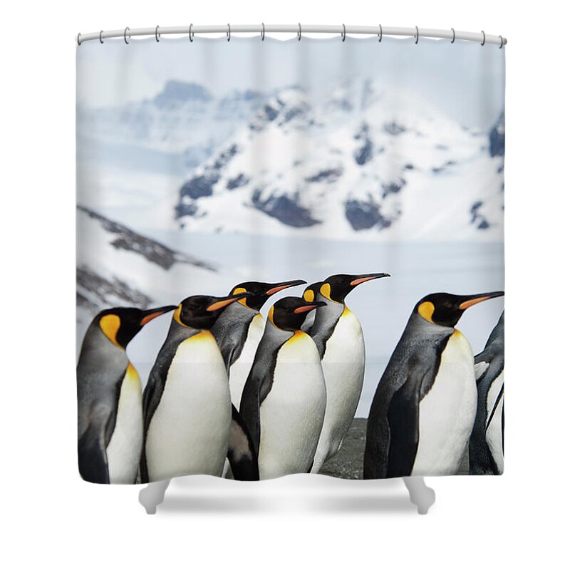 Three Quarter Length Shower Curtain featuring the photograph A Group Of King Penguins, Aptenodytes by Mint Images - David Schultz
