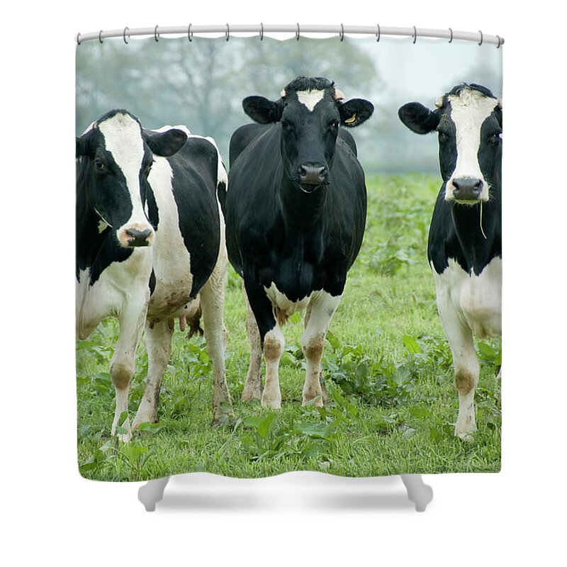 Black Color Shower Curtain featuring the photograph A Herd Of Cattle Looking At The Camera by Tbradford