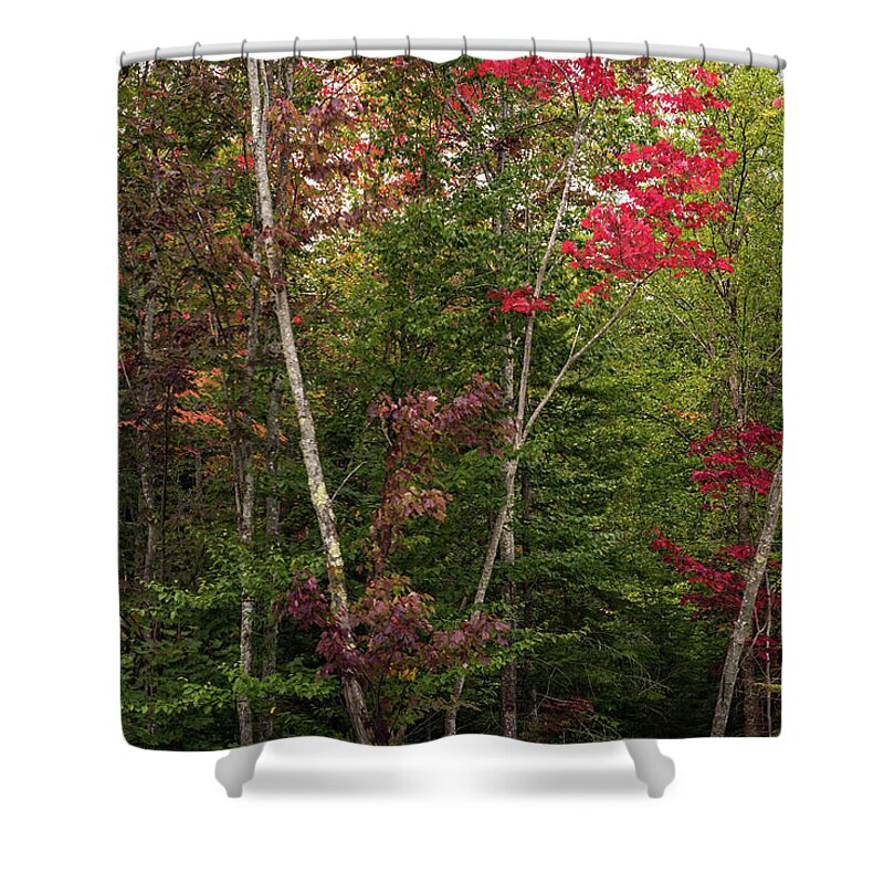 Nature Shower Curtain featuring the photograph A Hint of Color by Jody Partin