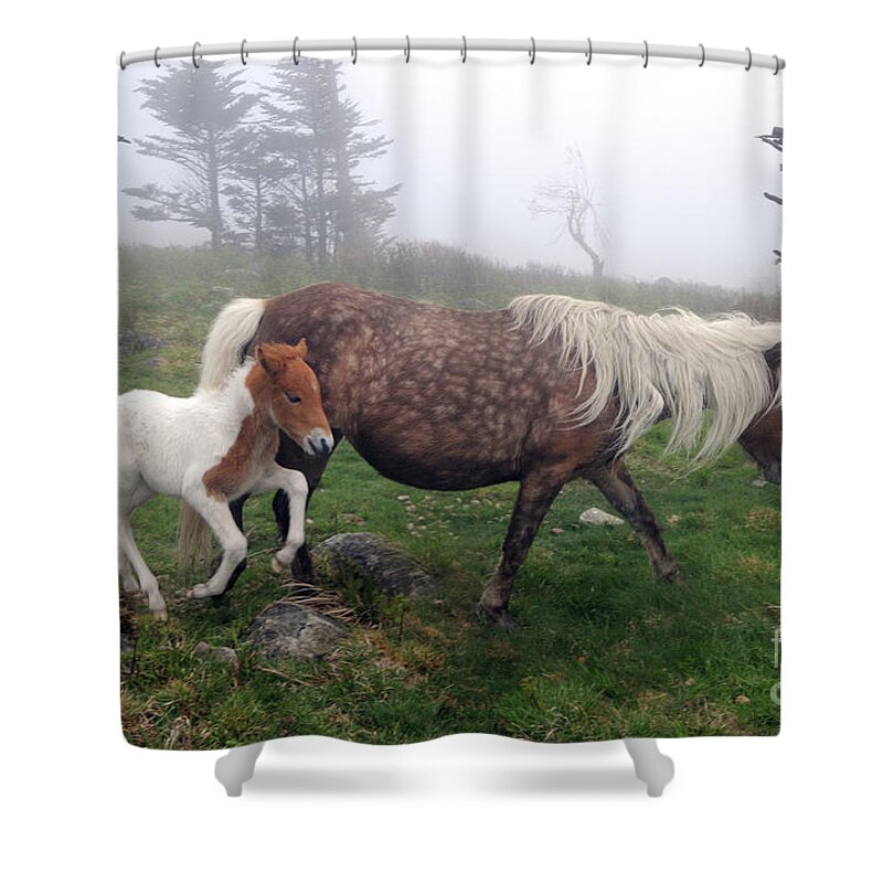 Pony Shower Curtain featuring the photograph A Jaunt with Mama by Jane Axman