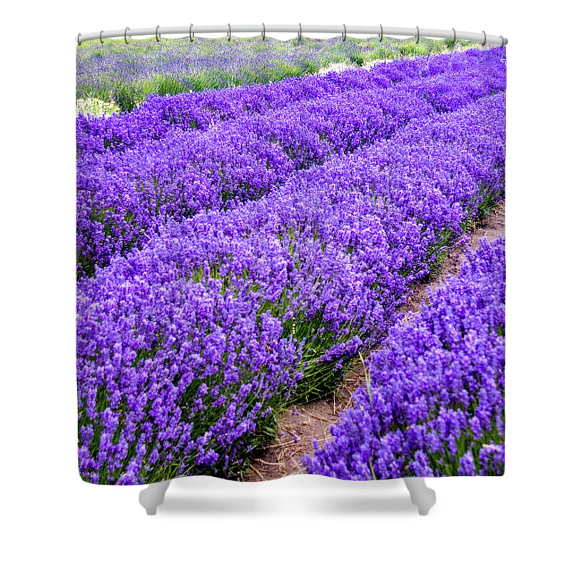 Lavender Shower Curtain featuring the photograph Oceans of Lavender, its harvest time by Leslie Struxness
