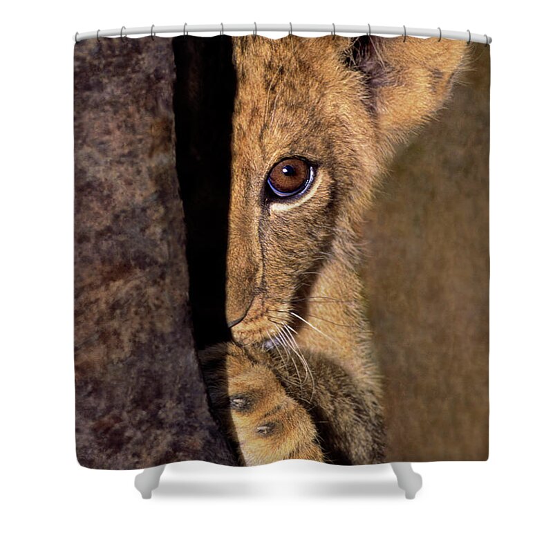 African Lion Shower Curtain featuring the photograph A Lion Cub Plays Hide and Seek Wildlife Rescue by Dave Welling
