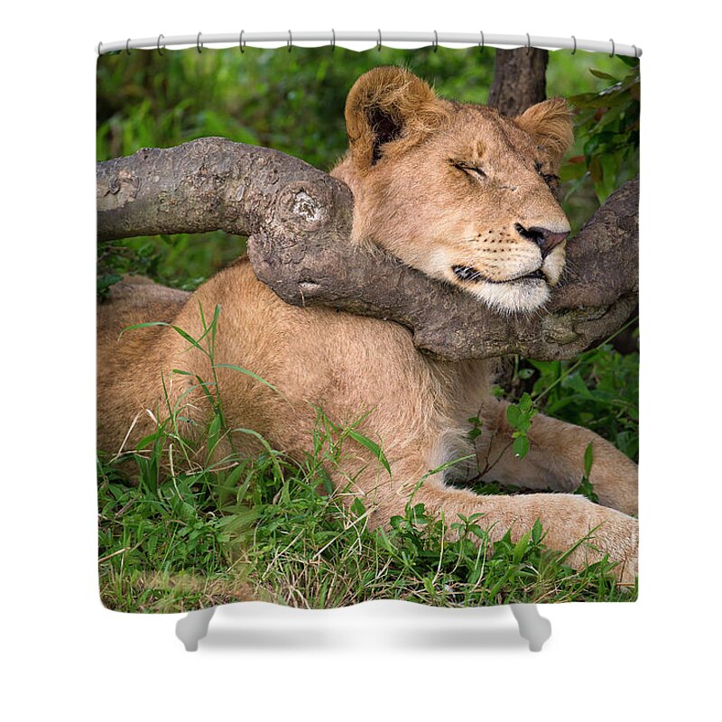 Kenya Shower Curtain featuring the photograph A Lioness Resting Her Head On A Low by Mario Moreno