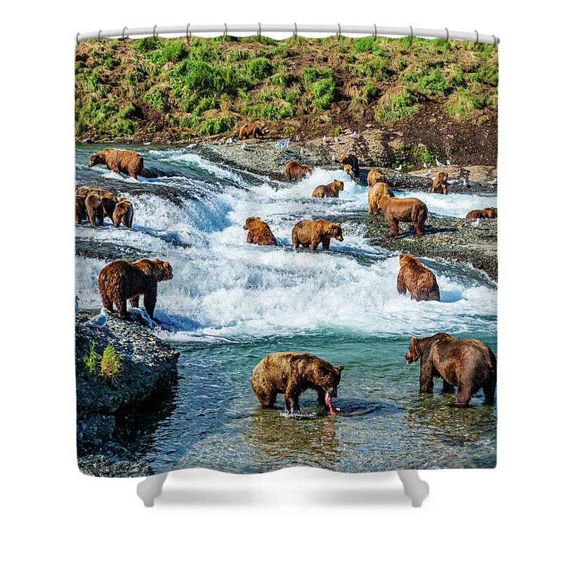 Grizzly Bears Shower Curtains