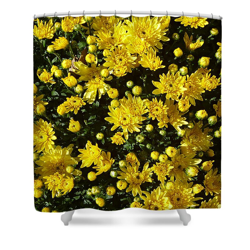 Bright Yellow Chrysanthemums Shower Curtain featuring the photograph A Multitude of Yellow Mums by Mike McBrayer
