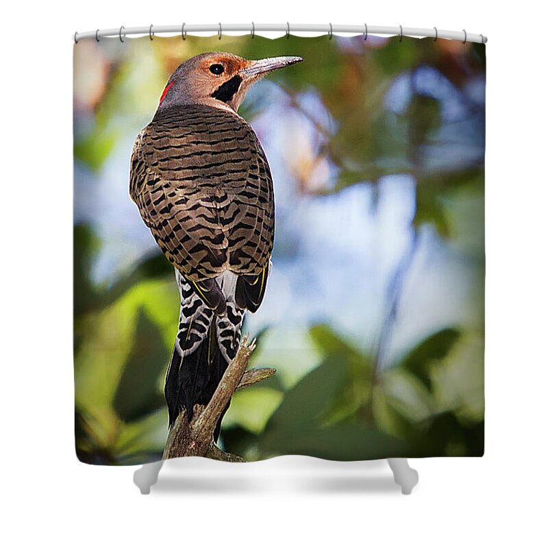 Northern Flicker Shower Curtain featuring the photograph A Northern Flicker by Bob Decker