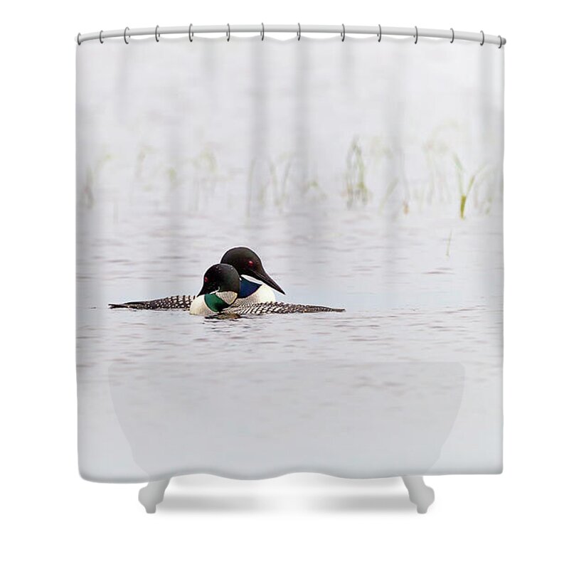 Common Loon Shower Curtain featuring the photograph A pair of Loons in mating colors by Al Mueller