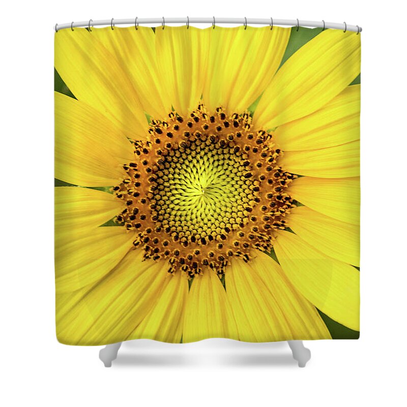 Flower Shower Curtain featuring the photograph A Perfect Sunflower by Don Johnson