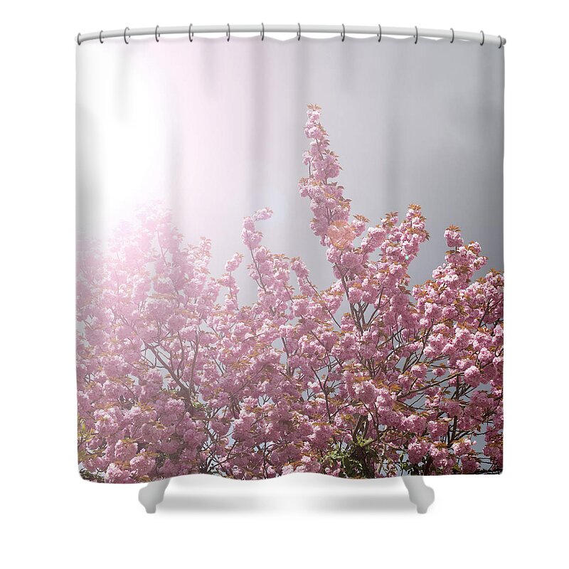 Berlin Shower Curtain featuring the photograph A Pink Blossoming Tree In A Fuzzy Light by Frank Rothe