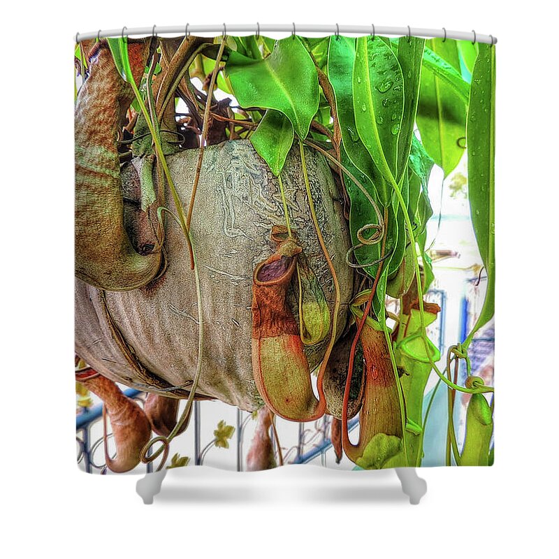 X386 Shower Curtain featuring the photograph A pitcher plant on our terrace in Thailand by Jeremy Holton